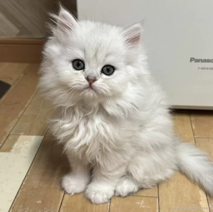 ID:2504-00505の子猫