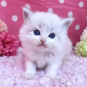 ラグドール【福岡県・女の子・2025年3月8日・ブルーポイントバイカラー】の写真「可愛いお顔立ちのラグドール」