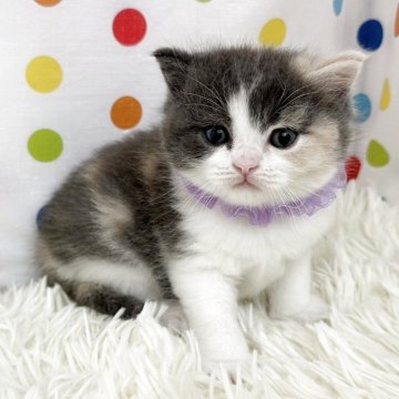 マンチカン(長足)【福岡県・女の子・2025年4月25日・ダイリュートキャリコ】の写真「珍しい人気のカラー🩷」