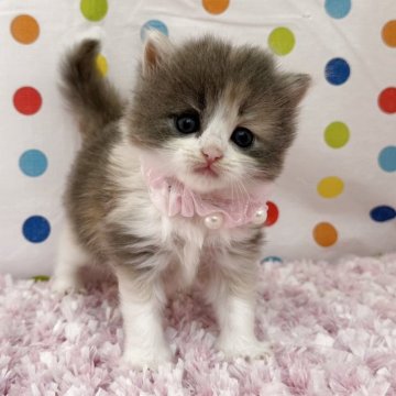 マンチカン(長足)【福岡県・女の子・2025年6月23日・ダイリュートキャリコ】の写真「おめめクリクリ！ダイリュートキャリコ❤️」