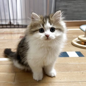 ミヌエット(長足)【福岡県・男の子・2025年11月2日・ブラウンタビーホワイト】の写真「今後ますます可愛くなってきます😻」