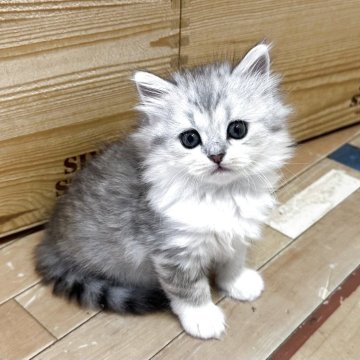 ミヌエット(長足)【福岡県・男の子・2025年7月31日・シルバータビーホワイト】の写真「ぜひご見学にお越しくださいませ😊」