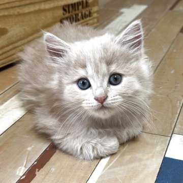マンチカン(長足)【福岡県・女の子・2025年7月31日・クリーム】の写真「ぜひご見学にお越しくださいませ😊」