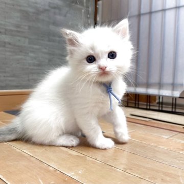 ラグドール【福岡県・男の子・2025年3月27日・ブルーリンクスポイント】の写真「今後ますます美猫さんになります😸」