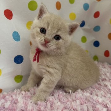 マンチカン(長足)【福岡県・女の子・2025年9月3日・クリーム】の写真「可愛いお顔立ちのマンチカン姫❤️」