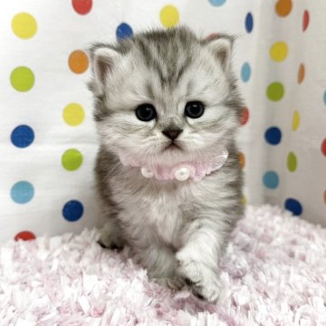 ミヌエット(長足)【福岡県・男の子・2025年4月28日・シルバータビーホワイト】の写真「可愛いお顔立ちのミヌエット君❤️」