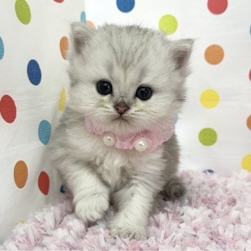 ミヌエット(長足)【福岡県・男の子・2025年4月28日・シルバータビーホワイト】の写真「可愛いお顔立ちのミヌエット君❤️」