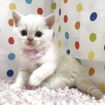マンチカン(長足)【福岡県・男の子・2025年8月8日・カメオタビーホワイト】の写真「両親遺伝子検査クリア　お問い合わせお待ちしてます」