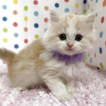 ミヌエット(長足)【福岡県・男の子・2025年9月22日・クリーム&ホワイト】の写真「人懐こいミヌエットちゃん」