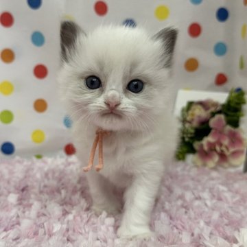 ラグドール【福岡県・女の子・2025年2月17日・ブルーポイントバイカラー】の写真「明るく朗らかなラグドール」