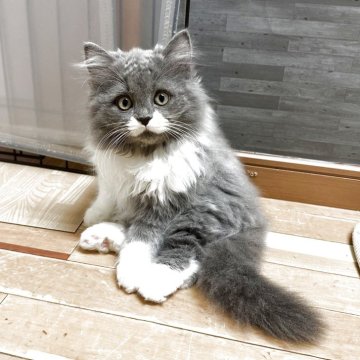 マンチカン(長足)【福岡県・男の子・2025年8月8日・ブルーホワイト】の写真「お口のリボン柄🎀に白マフラー❤️白ソックスちゃん」