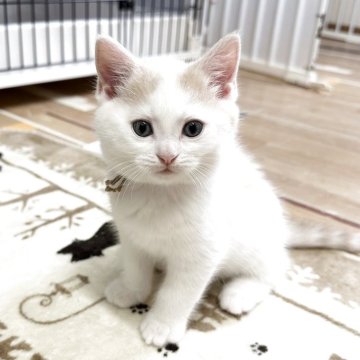 マンチカン(長足)【福岡県・男の子・2025年3月15日・クリーム&ホワイト（ショート）】の写真「お手入れのしやすいショートヘア❤️」