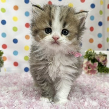 ミヌエット(長足)【福岡県・男の子・2025年2月14日・ブラウンタビーホワイト】の写真「可愛いお顔立ちのバレンタインボーイ」