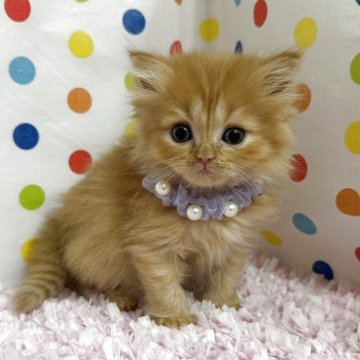 ミヌエット(長足)【福岡県・女の子・2025年9月22日・レッドタビー】の写真「人懐こいミヌエットちゃん」