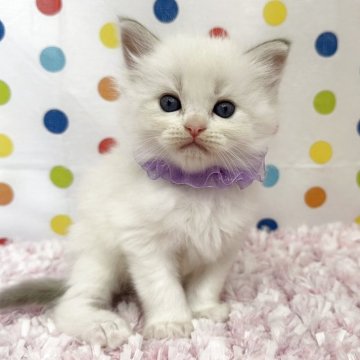 ラグドール【福岡県・女の子・2025年8月8日・ブルーポイントバイカラー】の写真「両親遺伝子検査クリア　お問い合わせお待ちしてます」