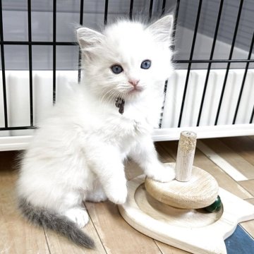 ラグドール【福岡県・男の子・2025年3月27日・ブルーリンクスポイント】の写真「とても美しく成長する期待の星！」