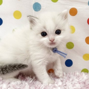 ラグドール【福岡県・男の子・2025年3月27日・ブルーリンクスポイント】の写真「今後ますます美猫さんになります😸」