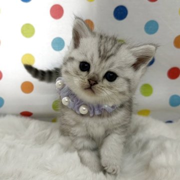 ミヌエット(長足)【福岡県・女の子・2025年10月12日・シルバータビー】の写真「今後ますます可愛くなってきますよ😻」