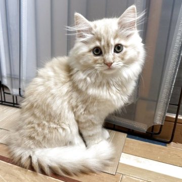 マンチカン(長足)【福岡県・男の子・2025年4月16日・クリームタビー（セミロング）】の写真「少し大きくなりましたので価格をみなおしました😸」