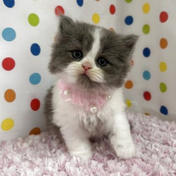 マンチカン(長足)【福岡県・男の子・2025年8月8日・ブルーホワイト】の写真「両親遺伝子検査クリア　顎髭柄がキュート🩷」