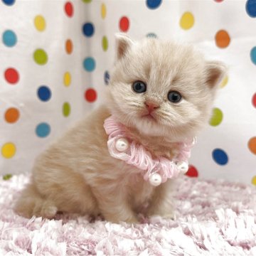 マンチカン(長足)【福岡県・女の子・2025年10月21日・クリーム】の写真「今後ますます可愛くなってきますよ😻」