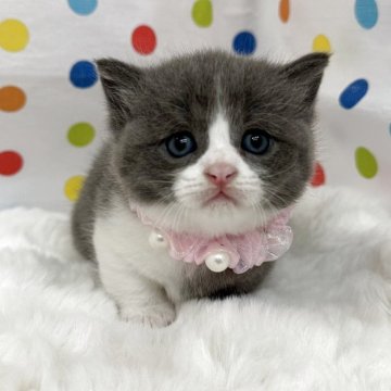 マンチカン(短足)【福岡県・男の子・2025年7月1日・ブルーホワイト】の写真「綺麗なハチワレの短足ボーイ」