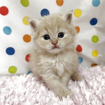 マンチカン(長足)【福岡県・男の子・2025年9月3日・クリーム】の写真「可愛いお顔立ちのマンチカン姫❤️」