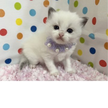 ラグドール【福岡県・男の子・2026年1月31日・ブルーポイントバイカラー】の写真「美しいお顔立ちのラグベビー」