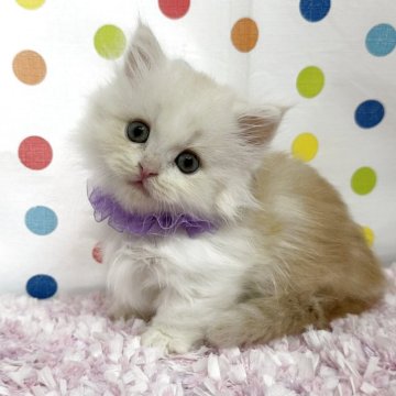 ミヌエット(短足)【福岡県・女の子・2025年9月22日・クリーム&ホワイト】の写真「人懐こいミヌエットちゃん」