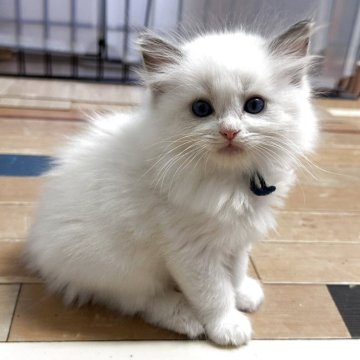 ラグドール【福岡県・男の子・2025年9月10日・ブルーポイントバイカラー】の写真「綺麗なお顔立ちのラグドールちゃん」