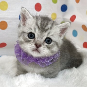 マンチカン(短足)【福岡県・男の子・2025年7月1日・シルバータビー】の写真「おっとりマイペースな短足君」