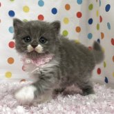 マンチカン(長足)