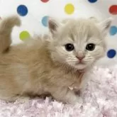 マンチカン(短足)