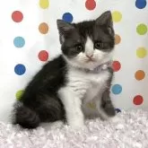 ミヌエット(長足)