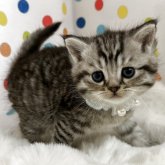 ミヌエット(長足)