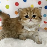 ペルシャ(チンチラ)