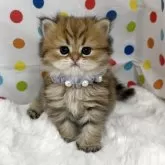 ペルシャ(チンチラ)