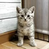 ミヌエット(長足)