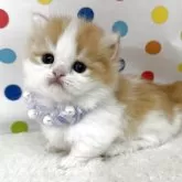 ミヌエット(短足)