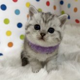 ミヌエット(長足)