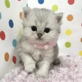 ミヌエット(長足)