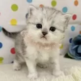 ミヌエット(長足)【福岡県・男の子・2025年3月1日・シルバータビーホワイト】の写真1