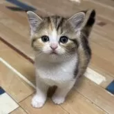 ミヌエット(長足)