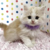 ミヌエット(長足)