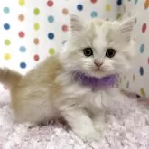 ミヌエット(長足)