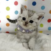 ミヌエット(長足)