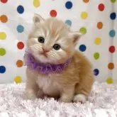 マンチカン(長足)【福岡県・男の子・2025年10月21日・レッドタビー】の写真1