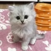 ミヌエット(長足)