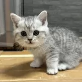 ミヌエット(長足)