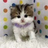 ミヌエット(長足)